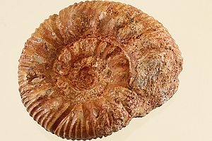 Ammoniten 3504